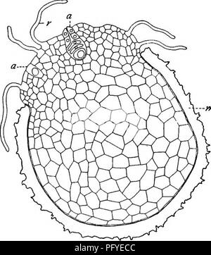 Ce manuel couvre les principes fondamentaux de botanique pour les élèves du secondaire, avec un accent sur les prêles, les mousses de club et les systèmes reproducteurs des plantes. Il décrit le processus de production de spores et de formation de gamétophytes chez des espèces comme Selaginella. Banque D'Images