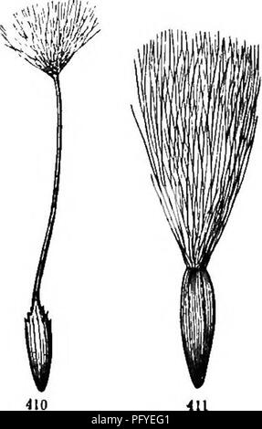 . La botanique pour les jeunes et les écoles communes. Comment les plantes poussent, une simple introduction à la botanique structurels. Avec une flore populaire, ou un arrangement et description des plantes communes, à la fois sauvage et cultivée. Botanique ; botanique. dans cette division les plantes ont un jus laiteux) : Cichory ou Succory (Fig. 402), salsifis, épervière, le laiteron des champs, pissenlit, et laitue.. Veuillez noter que ces images sont extraites de la page numérisée des images qui peuvent avoir été retouchées numériquement pour plus de lisibilité - coloration et l'aspect de ces illustrations ne peut pas parfaitement ressembler à l'œuvre originale.. Gray, Asa, 1810-18 Banque D'Images