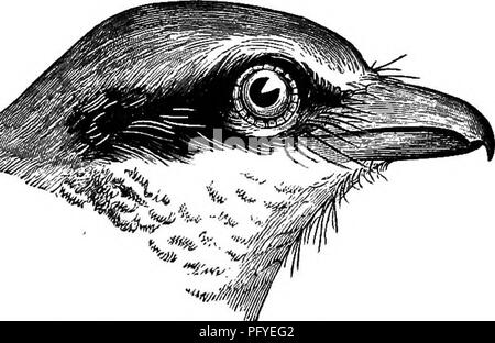 . Clé d'oiseaux de l'Amérique du Nord. Contenant des indications succinctes sur chaque espèce d'oiseau vivant et fossile connu à l'heure actuelle du continent au nord de la frontière du Mexique et des États-Unis, y compris le Groenland et Basse Californie, avec qui sont intégrées d'ornithologie générale : un aperçu de la structure et la classification des oiseaux ; et de l'ornithologie de terrain, un manuel de la collecte, la préparation et la conservation des oiseaux. Les oiseaux ; les oiseaux. LANIIDM SHBIKES LANIIN^ : â. 337 se nourrissent d'insectes et ces petits oiseaux et quadrupèdes comme ils peuvent capturer et vaincre ; de nombreux cas ont été signalés de leur dashi Banque D'Images