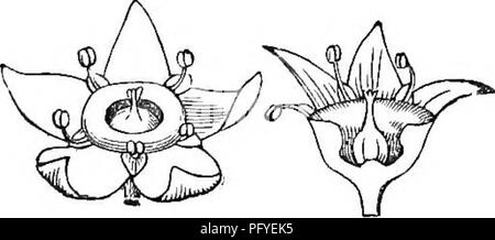 . La botanique pour les jeunes et les écoles communes. Comment les plantes poussent, une simple introduction à la botanique structurels. Avec une flore populaire, ou un arrangement et description des plantes communes, à la fois sauvage et cultivée. La botanique, la botanique. 339. Brindille de vigne de raisin. 29. BTJCKTHORN" FAMILLE. EHAMNACE^ l'ordre. Les plantes ligneuses, à feuilles alternes, simples, connues en ayant les étamines comme beaucoup comme le petit pétales (4 ou 5) et un avant de chacun d'eux, à la fois insérée sur le calice ou sur une tasse charnue qui borde le tube du calice ; les lobes de ce dernier, j'valvaires. e. bord à bord dans l'œuf. Fruit de 2 à 5 cellules, Banque D'Images