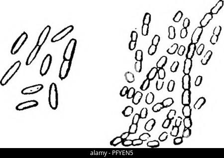 . Un texte-livre de botanique pour les écoles secondaires. La botanique. 134 un texte-livre OP botanique la plus importante de bactéries à l'homme de relations maj- être groupetl sous les trois généraux : (1) celles qui provoquent la fermentation ; (2) celles qui provoquent la maladie ; (3) et ceux qui fixent la nitrot/fr. (1) Les bactéries qui provoquent la fermentation.-d'une manière générale, le fer- mentation est la décomposition de carboln proteids-drates et par l'action de la vie formulaires directement ou par les enzymes (article 47) qu'elles produisent, et visibles entre ces formes sont des bactéries. Quand proteids (viande, etc.) contenant de l'azote et le soufre sont decom Banque D'Images