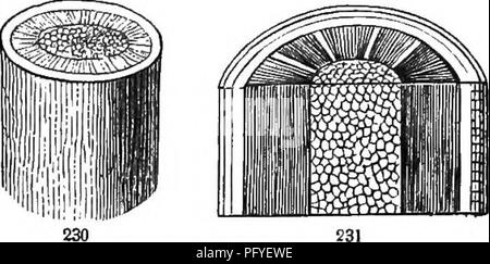 . La botanique pour les jeunes et les écoles communes. Comment les plantes poussent, une simple introduction à la botanique structurels. Avec une flore populaire, ou un arrangement et description des plantes communes, à la fois sauvage et cultivée. La botanique, la botanique. . Veuillez noter que ces images sont extraites de la page numérisée des images qui peuvent avoir été retouchées numériquement pour plus de lisibilité - coloration et l'aspect de ces illustrations ne peut pas parfaitement ressembler à l'œuvre originale.. Gray, Asa, 1810-1888. New York, Ivison &AMP ; Phinney Banque D'Images