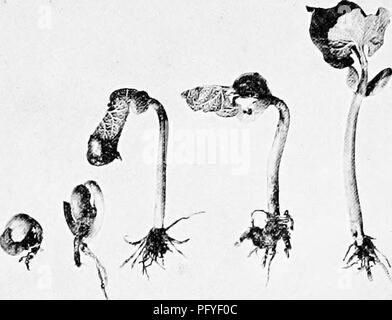 . Un texte-livre de botanique pour les écoles secondaires. La botanique. 92 UN TEXTE-LIVRE DE BOTANIQUE plumule qui est particulièrement importante, car elle développe la tige (Fig. 85).. Fig. 85.--une série dans la germination du haricot jardin, montrant le passage de l'hypocotyle, le puUing hors des cotylédons et la plumule, et le dressage de l'hypocotyle. Avec la mise en place des racines dans le sol et l'exposition des feuilles vertes à l'air et de lumière, la germination est plus ; pour l'usine est en mesure de faire sa propre nourriture. 55. Le phototropisme.-tige est sensible à la direc- tion des rayons de lumière, une condition qui est la calle Banque D'Images