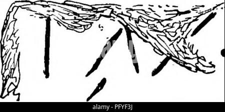 . L'histoire de Victoria du comté de Cumberland. L'histoire naturelle. Une HISTOIRE DE CUMBERLAND d'un demi-mille au nord de Barnspike, près de Hazel Gill, un autre pasteur trouvé plus des runes sur un rocher en 1872. Le professeur Stephens lire- HIMThlK HRITA ASKR HEIL KIL/E HESSIL * Demandez a écrit cette colline à Gil acolyte à Hessil.' Nous pouvons trouver pas HESSIL sur la pierre, mais nous trouvons les noms Hessil et Gil Hazel Gill ou Hessil Gill par, et demander à l'Askerton Château. Cette constatation des noms propres dans la toponymie est caractéristique de la période et de M. Maughan, et l'inscription semble avoir été une autre pratique Banque D'Images