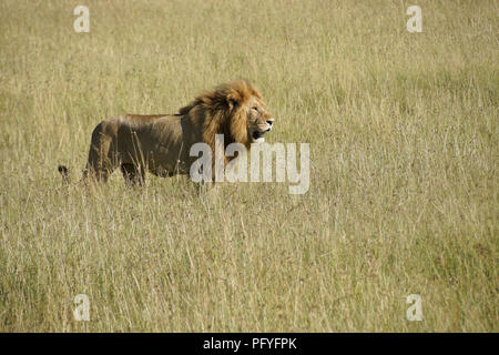 Homme Lion debout dans l'herbe haute, Masai Mara, Kenya Banque D'Images