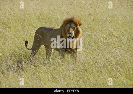 Homme Lion debout dans l'herbe haute, Masai Mara, Kenya Banque D'Images