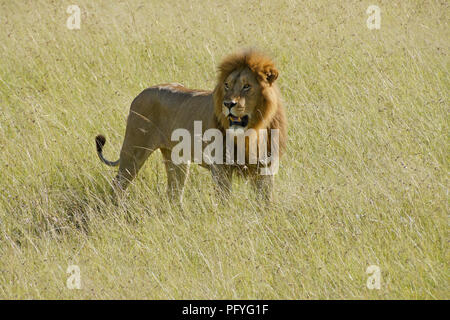 Homme Lion debout dans l'herbe haute, Masai Mara, Kenya Banque D'Images