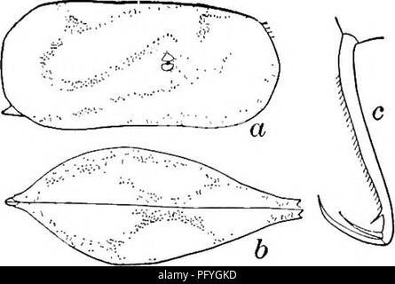 . La biologie d'eau douce. Biologie des eaux douces. Les ostracodes 819 73 (74) marge postérieure de furca pectinées (Fig. 1280 c). Cypris (Paracypris) perelegans Herrick 1887. Longueur 3,60 mm 1,72 mm., hauteur, largeur 1,40 mm. Claire de couleur jaune pâle, avec un modèle sigmoïde en brun clair. Vu de dessus, la coquille est très en pointe en avant. Du côté des marges supérieure et inférieure sont presque parallèles, avec une grande projection postéro- dent sur le ventre. Segment Terminal de deuxième jambe avec deux petites pinces et un seta. Épine dorsale seta-uke. Les étangs de mauvaises herbes. De l'Alabama. Fig. 1280. Cypris (Paracypris) pere Banque D'Images