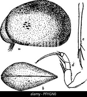 . La biologie d'eau douce. Biologie des eaux douces. Les ostracodes 8ll 31 (30) Furca normale, avec deux épines et deux soies (Fig. 12646). . 3233 (33) Seconde partie de première jambe avec deux soies sur marge antérieure (Fig. 1260 d). Trois épines sur première maxillaires. Saussure 1858 Chlamydotheca . 3433 (32) Seconde partie de première jambe avec une seta sur marge antérieure (Fig. 1277 b). Deux épines sur le premier processus maxillaire. Herpetocypris Brady et Norman 1889 . 3834 (35) Shell plaine, pas d'un marquage particulier d'aucune sorte. Vu de dessus, la coquille est décidément en forme de coin (vers l'avant (Fig. 1260). Chlamydotheca Banque D'Images