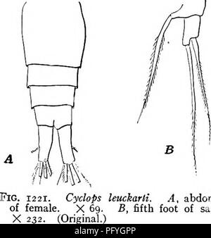 . La biologie d'eau douce. Biologie des eaux douces. COPEPODA 77787 (88) pieds de soies très allongées, cinquième dernier segment antennaire armés de plaque hyaline dentée en scie ; commun. Cyclops leuckarti Claus 1^857. Cette espèce se reconnaît facilement à partir de la forme de l'^ furcae. Aucune autre espèce avec 17 antennes a cette forme caractéristique de rami, court avec les soies latérales placées à environ à mi-chemin de sa longueur. Si l'on peut faire de la structure de la cinquième pieds (Fig. 1221), il peut être tout à fait sûr de l'identification ; pour d'autres espèces américaines n'a cette forme, avec l'exception de tenuis, Banque D'Images