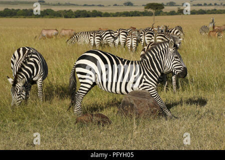 Burchell (commun, plaines) zebra rayures son ventre sur un rocher tandis que d'autres zèbres et topis brouter, Masai Mara, Kenya Banque D'Images