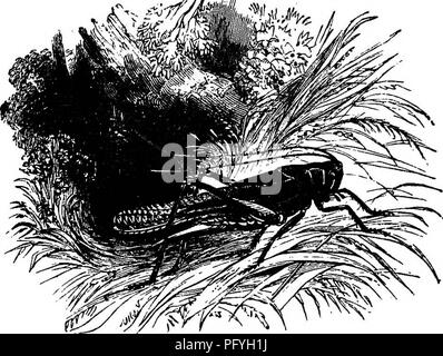 . L'illustre histoire naturelle : comprenant des descriptions des animaux, oiseaux, poissons, reptiles, insectes, etc., avec des esquisses de leurs propres habitudes et caractéristiques . Zoologie. J66 DANS V£RI£BK.'&gt ;.T£S. La sauterelle. Cet insecte peut être divisée en trois parties ; la tête, la cuirasse ; et le ventre. La tête est longue, pointant vers le bas, vers la terre. Chacun est frappé par la ressemblance qu'il porte tu la tête d'un cheval. Sa bouche est couverte par quelque chose de semblable à un bouclier, ce qui s'avance sur elle ; est armé de dents d'une couleur brune et accro aux points. La langue est large, rougeâtre, un Banque D'Images