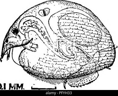 . La biologie d'eau douce. Biologie des eaux douces. Les PUCES D'EAU (Cladocera) 725 171 (122) marge postérieure de vannes beaucoup moins que la hauteur maximum. 172 Toutes les espèces d'Pleuroxus appartiennent ici ; aussi Alonella. excisa. et exigua. 172 (204), la forme allongée du corps sphérique pas I73 173 (174, 17s) partie inférieure de la marge postérieure excisée ou crénelées. Excisa Alonella, A. exigua . 244 245 tour à la clé aux numéros indiqués où deux espèces sont discutées. 174 (173, 17s) marge postérieure avec de nombreuses dents sur toute la longueur. Pleuroxus procurvatus, P. truncatus . 188, 191, Tour de la touche à la n Banque D'Images