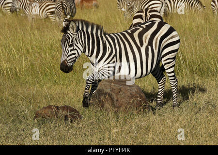 Burchell (commun, plaines) zebra rayures son ventre sur un rocher tandis que d'autres zèbres et topis brouter, Masai Mara, Kenya Banque D'Images