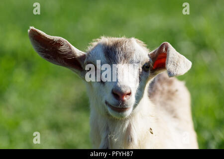 Close up portrait of little goat Banque D'Images