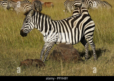 Burchell (commun, plaines) zebra rayures son ventre sur un rocher tandis que d'autres zèbres et topis brouter, Masai Mara, Kenya Banque D'Images