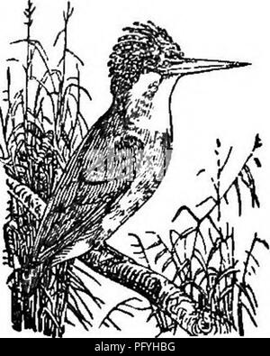 . L'illustre histoire naturelle : comprenant des descriptions des animaux, oiseaux, poissons, reptiles, insectes, etc., avec des esquisses de leurs propres habitudes et caractéristiques . Zoologie. Kingfisher commun, cormoran à Eingfieher. surplombant l'eau, d'où il place la foi montres unsus- pecting sous le poisson. Après un poisson est pris, l'oiseau mort il en battant plusieurs fois contre son lieu de repos, puis l'avale, chef avant tout. Il pond ses oeufs dans des trous forés dans les berges des rivières ou des étangs, et semble construire aucun nid. Une paire de martins-pêcheurs, pendant deux années successives, habité une banque o Banque D'Images