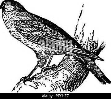 . L'illustre histoire naturelle : comprenant des descriptions des animaux, oiseaux, poissons, reptiles, insectes, etc., avec des esquisses de leurs propres habitudes et caractéristiques . Zoologie. Les OISEAUX DIURNES DE PRET. 22]. Le Gyr-Falcon. îles de la mer Méditerranée. Il fréquente les éminences rocheuses et élevé, et sur la fin du mois de février fait son nid en caractères gras, clifis. Il y a à peine une partie des côtes britanniques, où l'cliflFs lieu à la hauteur de trois ou quatre cents pieds, dans lequel pèlerins ne sont pas trouvés dispersés dans la saison de reproduction, et à partir de laquelle il est rare qu'ils prennent leur retraite, sauf dans les occasi Banque D'Images