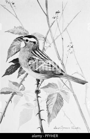 . Les oiseaux de l'Arkansas. Les oiseaux. Bui. 38 Enquête biologique, U.S. Dept. of Agriculture. VI. La plaque. Un Seed-Eater d'hiver. L'White-Throated Sparrow.. Veuillez noter que ces images sont extraites de la page numérisée des images qui peuvent avoir été retouchées numériquement pour plus de lisibilité - coloration et l'aspect de ces illustrations ne peut pas parfaitement ressembler à l'œuvre originale.. Howell, Arthur Holmes, 1872-1940 ; Fuertes, Louis Agassiz, 1874-1927. Washington, gouvernement. L'impression. L'arrêt. Banque D'Images