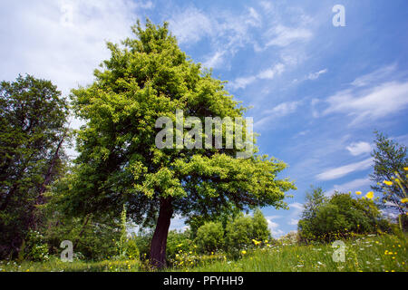 Arbre vert sur le fond de ciel Banque D'Images