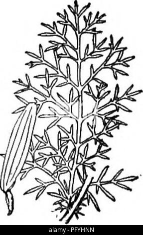 . Gray's nouveau manuel de botanique. Un guide des plantes à fleurs et de fougères de l'Europe centrale et nord-est des États-Unis. La botanique. 846 composées (famille composée) laisse-soyeux lanate corymbes ; de 2 à 10 cm de large., très convexe ; involucre pubescent, aucun de ses bractées, dark-chat ; 1-2,5 mm rayons. long. - Rives graveleuses et de pleine terre, golfe du Saint-Laurent à Michigan, de là, westw. southwestw. ; et naturalisé dans les États de l'Est. (Mex.). 68. AnTHEMIS [Mich.] L. De nombreux chefs Camomille fleur, émettre des rayons ; ou pistillées (au n. 1) neutre. Invo- lucre, hémisphérique de nombreux s Banque D'Images