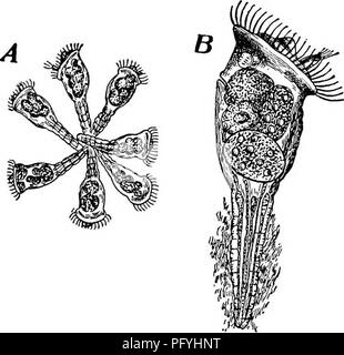 . La biologie d'eau douce. Biologie des eaux douces. Fig. 952. Conochilus unicornis Rousselet. A, colonie. X 40. B, seul animal isolé. X 150. (D'après Weber.). Veuillez noter que ces images sont extraites de la page numérisée des images qui peuvent avoir été retouchées numériquement pour plus de lisibilité - coloration et l'aspect de ces illustrations ne peut pas parfaitement ressembler à l'œuvre originale.. Ward, Henry Baldwin, 1865-1945 ; Whipple, George Chandler, 1866-1924. coauteur. New York, John Wiley & Sons, Inc. ; ; [etc. ,Etc. ] Banque D'Images