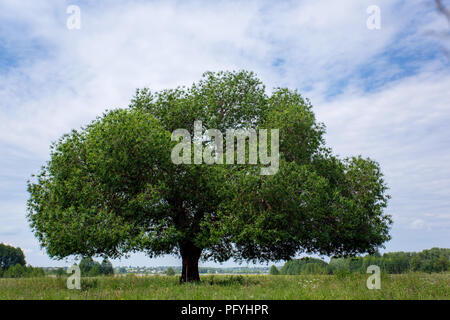 Arbre vert sur le fond de ciel Banque D'Images