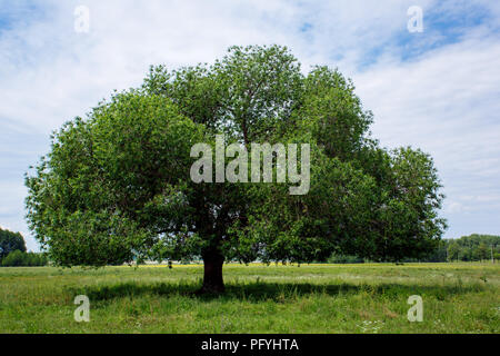 Arbre vert sur le fond de ciel Banque D'Images