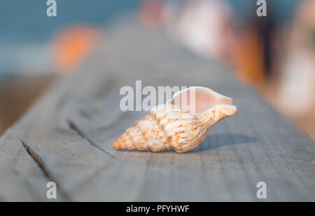 Coquillage sur une main courante en bois, au loin la mer. Banque D'Images