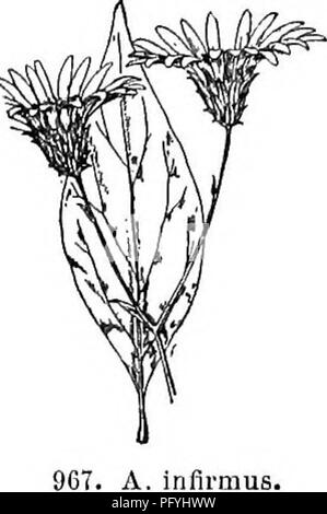 . Gray's nouveau manuel de botanique. Un guide des plantes à fleurs et de fougères de l'Europe centrale et nord-est des États-Unis. La botanique. A. umbellatus.. haute ; feuilles lancéolées, de forme allongée et conique effilé et pointu à la base, de 1 à 1,5 dm. long ; chefs très nombreuses dans com- pound corymbes plats ; bractées plutôt oliiusish srarcely, fermer, la faim de l'aclienes. {Diplopappus crochet. Doellingeria Nees.) ; - les fourrés humides ; courants, surtout norlhw. Août, sept. Fjg. 966. Var. preens gris. La surface inférieure des feuilles et rameaux de l'tomentulose. -La région de Mich, d'one. et l'homme. Var. lati Banque D'Images