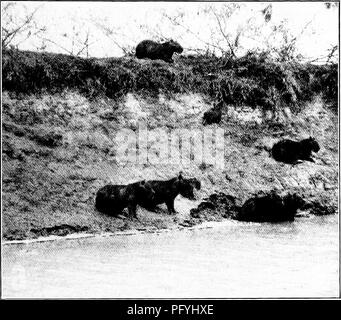 . Notre recherche d'un désert, un compte de deux expéditions ornithologiques au Venezuela et de la Guyane britannique. L'histoire naturelle ; les oiseaux. Sentier de l'EAU DE GEORGETOWN À AREMU. 255 réincarnations de certains des grands animaux préhistoriques lourd - restaurations d'os par ceux qui seul nous savons de leur existence dans les siècles passés. Il faisait trop sombre pour photographier ces rongeurs géant, mais par la bonté de M. Bingham nous sommes en mesure de montrer plusieurs photos splendide- graphiques des capybaras, prises dans leurs favoris.. Fig. 108. Un troupeau de huit capybaras, Six ,dult axd deux jeunes. Remarquez le museau d'un Crocodile dans Banque D'Images