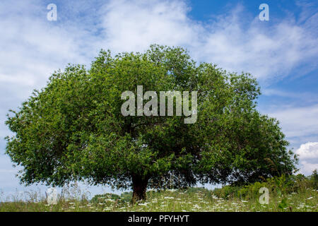 Arbre vert sur le fond de ciel Banque D'Images
