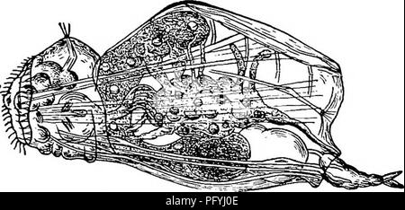 . La biologie d'eau douce. Biologie des eaux douces. Fig. aller6. Eydatina ssnta Ehr. Un^ vue dorsale d'femelle X ISO- (après Weber.) B, Corona. (Après Wesenberg Lund.) C.Trophi. (D'après Weber.) Fig. 907. Cyrlmia tuba Ehrenberg. X 200. (Après Rousselet.). Fig. 908. Lacustrk Triphylus Ehrenberg. X 134. (Après Westen.). Veuillez noter que ces images sont extraites de la page numérisée des images qui peuvent avoir été retouchées numériquement pour plus de lisibilité - coloration et l'aspect de ces illustrations ne peut pas parfaitement ressembler à l'œuvre originale.. Ward, Henry Baldwin, 1865-1945 ; Whipple, George Chandler, 1866-1924 commune. Banque D'Images