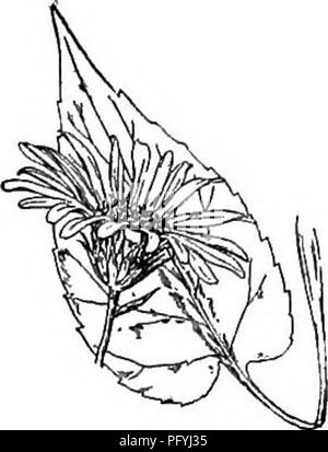 . Gray's nouveau manuel de botanique. Un guide des plantes à fleurs et de fougères de l'Europe centrale et nord-est des États-Unis. La botanique. Composées (famille composée) 809. 943. A.. Lindleyanus velues, avec de nombreuses branches ascendantes racemose têtes ; feuilles ovées lancéolées, pointues ; ttie en cœur inférieur à la base, sur les pétioles ; la partie supérieure de la scoulérie à feuilles lancéolées ou linéaires, a rappelé aux deux extrémités ; bractées de l'involucre oblong, effilé en linéaire en forme d'alêne slevder et conseils en vrac. - Un sol sec, Vermont) à Ky., et westw. Août- Oct - Tête plutôt plus grande que dans no 23. Fig. 941. 26 Banque D'Images