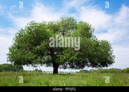 Arbre vert sur le fond de ciel Banque D'Images