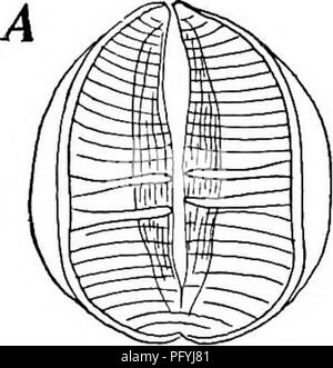 Cette section de 'biologie de l'eau douce' explore les animalcules de roue (rotifères), en se concentrant sur leur anatomie et leur classification. Ces organismes microscopiques font partie intégrante des écosystèmes d'eau douce, avec des caractéristiques uniques comme les trophées modifiés, qui les différencient des autres espèces du groupe des rotifères. Banque D'Images