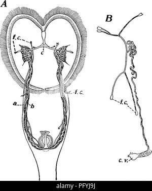 . La biologie d'eau douce. Biologie des eaux douces. La roue ANIMALCULES ROTATORIA) 561 (ou une bande de de long cils. La membrane ou la bande de cils est toujours en mouvement rapide, donnant l'apparence d'une minute d'une flamme, afin que ces structures sont appelées cellules de la flamme. Les cils ou les membranes sans doute à la propulsion d'un courant à travers les tubes. Dans de nombreux rotifères un tube transversal dans la région réunit les. Fig. 85i. Organes excréteurs. Un Lacinularia, socialis Ehr., montrant l'un tube à paroi mince, l'épaisseur du tube à paroi- b, le tube de raccordement transversal c, et la flamme cellules/c. Modification d'une figure Banque D'Images
