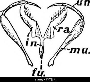 . La biologie d'eau douce. Biologie des eaux douces. La roue ANIMALCULES ROTATORIA) 559 (la trophi se composent d'un certain nombre de pièces, de telle sorte que deux parties principales peuvent être distinguées. Il y a une partie du milieu, un peu en forme de fourche, qui est connu comme l'enclume (Fig. 860), et, dans deux pièces latérales connu sous le nom de mallei {ma). Dans la partie médiane ou de l'enclume peut être distingué d'une seule pièce basale, comparable à la poignée des deux-tined fourchette ; cette pièce basale est connu comme le point d'{Ju, fig. 860). Les deux lame- comme les pièces qui s'y repose, i.e, les dents de la fourche, sont le rami (m). A B mart. Fig. Banque D'Images