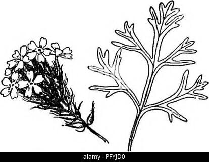 . Gray's nouveau manuel de botanique. Un guide des plantes à fleurs et de fougères de l'Europe centrale et nord-est des États-Unis. La botanique. 8T9. C. angnstlfolla x  %. * * Plus épais ou des pointes de fleurs ; les fruits densément peuplé, la plupart du temps qui se chevauchent ; bractées peu visibles, ne dépassant pas les fleurs ; plantes vivaces. 3. C. angustifblia Michx. Faible, 2-6 dm. élevé, souvent de simples feuilles ; nar- rowly lancéolées, effilé à la base, sessiles, roughish, légèrement ; quelques pointes dentées ou seul ; les fleurs violettes de monde, plus grande que dans l'autre. - À sec ou Sandy Ground, Mass. et s. Vermont à Min Banque D'Images