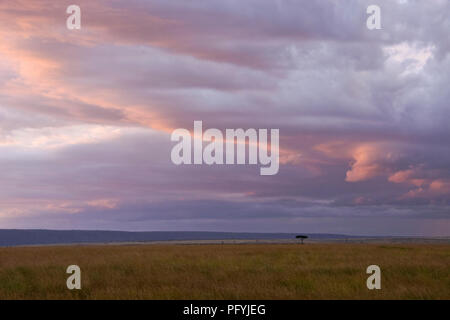 Les nuages s'allumer au coucher du soleil sur le parc de Masai Mara, Kenya Banque D'Images