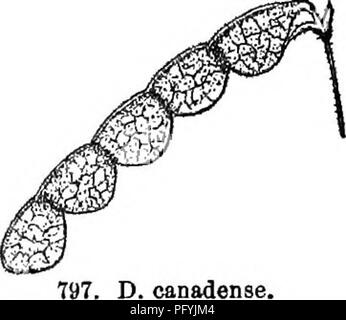 . Gray's nouveau manuel de botanique. Un guide des plantes à fleurs et de fougères de l'Europe centrale et nord-est des États-Unis. La botanique. &Gt;22 LEGUMINOSAB (famille d'impulsions). D. canadense. Sol sableux, s, e. et Tex. Mass. lancéolées ou ovées-lancéolées, obtuses, numer. straightish avec uo veines, beaucoup plus long que le pétiole, 3.7-7 cm. de long ; fleurs voyantes, plus grande que dans l'un de nos autres espèces, 8-12 mm. de long. {Meihomia Ktze.)-Open Woods et des rives de ruisseaux, N. B. À N. C, L. Winnipeg, au Kansas, et Okla. Fig. 797. 16. D. sessilifblium (Torr.) T. &amp;G. Pubes- 100 souches, 6-12 dm. h Banque D'Images