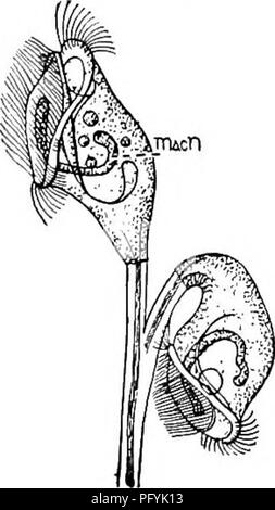 . La biologie d'eau douce. Biologie des eaux douces. 294 Biologie D'EAU DOUCE (187 190). rétractiles de tiges 1S8 (j'ai ? Les zooïdes indépendamment. Corps en forme de cloche. Muscle Central interrompu à l'union de la manette et la direction générale. Spirale cilié formant environ un et demi cercles. Nu- cleus en forme de fer à cheval. . Carchesium Ehrenberg. Les espèces représentatives. Carchesium polypinum 1882 Kent. Un lieight atteignant souvent des colonies d'un huitième de pouce. Au- tached aux surfaces de pierres ou de bâtons flottants dans les piscines d'eau douce ou d'eau courante. La colonie peut être l'hôte temporaire de Ampkilep Banque D'Images