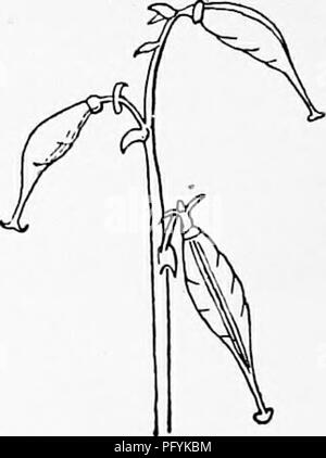 . Manuel d'étude de la nature pour les enseignants et les parents, en fonction de la nature de l'étude de Cornell de dépliants. L'étude de la nature. Le tmderground store-chambre de dicentre à capuchon.. Leçon CXXI dicentre à capuchon et l'écureuil à la tête de maïs la dicentre à capuchon, ou "garçons et filles," comme il est souvent appelé, est une des premières fleurs de riches forêts. Il y a des différences intéressantes entre cette fleur et de son proche parent, l'écureuil du maïs. Les fleurs des deux de ces proches dans la structure des fleurs de la purge du coeur. Comme la méthode-dicentre à capuchon fleurit en avril et mai un Banque D'Images