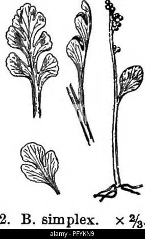 . Gray's nouveau manuel de botanique. Un guide des plantes à fleurs et de fougères de l'Europe centrale et nord-est des États-Unis. La botanique. 48 OPHIOGLOSSACEAE (ADDEu famille la langue) distincte, plutôt coriáceas, non réticulés, globulaire, sans un anneau, et l'ouverture des vannes en deux transversalement. Segment de la fronde stérile ou ternately nervation pennée divisée ou composées ; tous les veines gratuitement. De nombreuses spores, soufre-couleur. Nom (diminutif de fiSrpvs, une grappe de raisins, de l'apparition de la fructification.) § 1. EUBOTRYCHIUM Milde. Base de la manette (^contenant l'oeuf) Banque D'Images