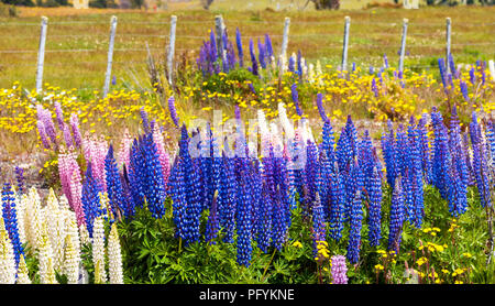 Vue de la floraison des lupins dans le parc national Torres del Paine, en Patagonie, au Chili. Avec selective focus Banque D'Images