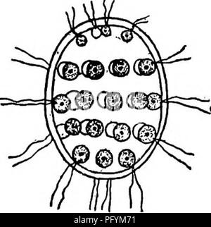 . La biologie d'eau douce. Biologie des eaux douces. 146 Biologie D'EAU DOUCE 86 (84, 85,87) colonie ou sphérique ; ellipsoïdale de deux types de cellules végétatives, et gorddial, qui se trouvent dans les parties antérieure et postérieure de la colonie Pleodorina respectivement Shaw. Se compose d'une colonie ou sphérique de coenobium elliptiques bi-verdâtre, de deux types de cellules flagellé, végétatif et gonidial, dans les parties antérieure et postérieure de la colonie qui se trouvent respectivement dans la périphérie d'une matrice gélatineuse hyaline et sont entourés par une enveloppe hyalines commun. Chacune des cellules avec un stigmate rougeâtre qui est plus promi Banque D'Images