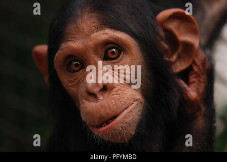 Chimpanzé Portrait Banque D'Images