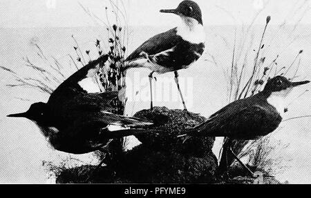 . Les oiseaux d'Australie. Les oiseaux. Le genou DOTTREL EED 93 nest généralement une dépression dans les algues ou autres morts végéta- tion sur les rochers. Les deux oeufs sont gris-pierre, marqué Avith de nombreuses taches brun foncé, très similaires à ceux de l'espèce, et mesure environ 2,70 x 1,71 pouce. Sous-famille n'LohivanellincE. Genre Erythrogonys. Bec légèrement gonflé. Pas d'épi sur aile. Australian Museum. Genou-rouge ; Dottrel Erythrogonys cinctus. Le genou Dottrel EED. Erythrogonys cinctus. L'Australie. Au-dessus de couleur marron bronzé ; une plus grande série de wing-caudales bordées de blanc à extrémités ; inne Banque D'Images