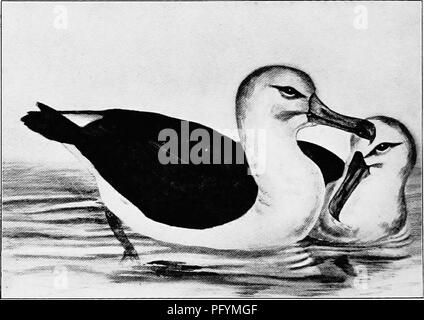 . Les oiseaux d'Australie. Les oiseaux. 66 LES OISEAUX DE L'AUSTRALIE L'Albatros à ailes blanches. Diomedea chionoptera. Le sud de l'Océan Indien, Marion et Îles Kerguelen. Semblable à D. exvlans, mais pas de lignes transversales sur la face supérieure, les scapulaires presque blanc, la surface supérieure des ailes sont beaucoup plus blancs que dans les formes alliées. Longueur totale d'environ 50 pouces, aile 25,5, queue 8.3, le projet de loi d'ouverture de 7.3, tarse 5. Nid semblable à celle de D. exulans ; le seul oeuf est mat blanc, avec des caillots brunâtre sur la plus grande extrémité, et mesure environ 5x3 cm. Ce magnifique oiseau est le plus grand de l'Albatros Banque D'Images