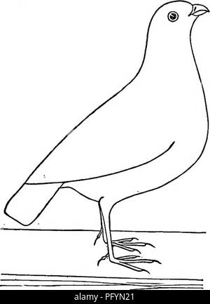 . Les oiseaux terrestres et oiseaux de jeu de Nouvelle Angleterre : avec des descriptions de ces oiseaux, leurs nids et leurs oeufs, leurs habitudes et les notes . Les oiseaux. 394 TERRE-BIRD3 ET JEU-BIKDS c'est plus proprement construit, souvent bordée de bandes d'écorce, et est souvent construit en plus ouvert ou busby endroits. Les œufs en moyenne 1'20 X J'OO d'un pouce, sont un peu pointu, et sont de couleur blanche légèrement taché (souvent mais pas strictement repéré). Ils sont mis à la fin de mai, et il y a parfois, en fonction de "Wilson, vingt-quatre dans le même nid, dans ce cas, deux ou trois femelles contribuent probablement Banque D'Images